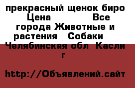 прекрасный щенок биро › Цена ­ 20 000 - Все города Животные и растения » Собаки   . Челябинская обл.,Касли г.